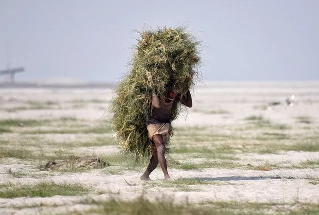 A man carries grass to feed his cattle, on the banks of the river Brahmaputra in Guwahati, India February 3, 2017. (Photo by Anuwar Hazarika/Reuters)