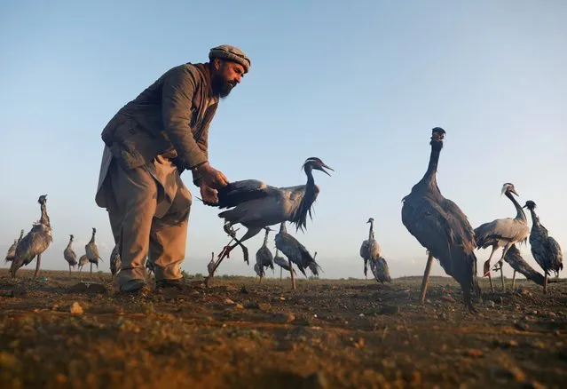 Jan Agha inspects a crane in a field in Bagram, Parwan province, Afghanistan on April 10, 2019. (Photo by Mohammad Ismail/Reuters)