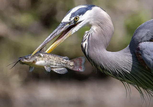 A great blue heron catches a catfish during the final round of THE PLAYERS Championship at the TPC Sawgrass Stadium Course in Ponte Vedra Beach, Florida, USA, 10 May 2015. (Photo by Erik S. Lesser/EPA)