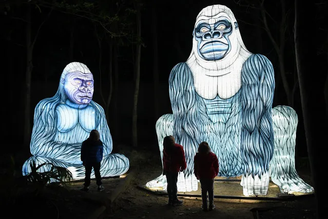 An illuminated lantern sculpture of two gorillas are watched by three children during the media preview of Vivid Sydney at Taronga Zoo on May 19, 2019 in Sydney, Australia. (Photo by James D. Morgan/Getty Images)