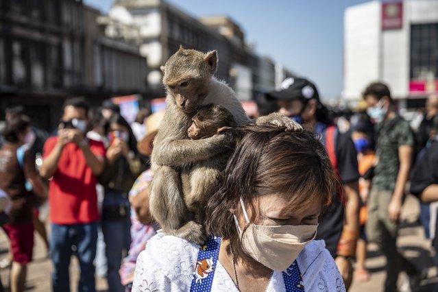 A monkey and its baby sit on the shoulders of a tourist at the annual Monkey Buffet Festival in Lopburi, Thailand on November 28, 2021. (Photo by Stringer/Anadolu Agency via Getty Images)