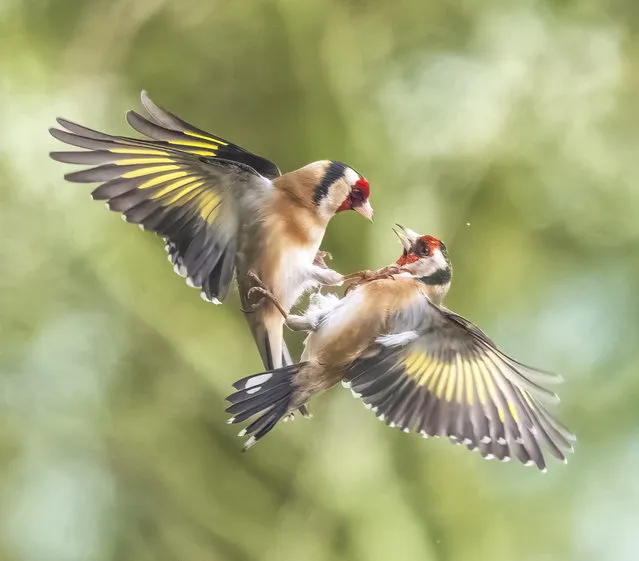 Two goldfinches get into a flap as they fight over sunflower seeds hidden in a log in a back-garden brawl in Shropshire, UK on March 29, 2024. (Photo by Andrew Fusek Peters/South West News Service)