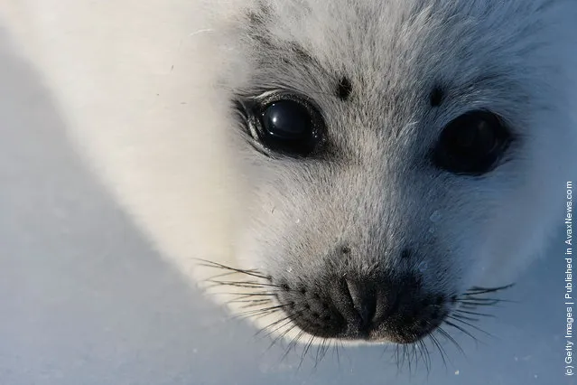 A harp seal pup