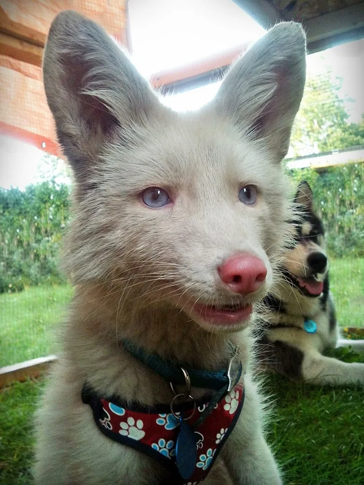 Pink Champagne Fox Miko