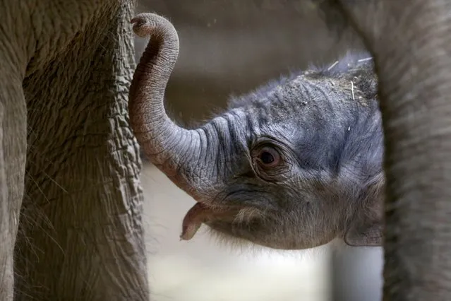 A newborn Asian elephant baby stands  next  to its  mother Janita in their enclosure at the zoo in Prague, Czech Republic, Wednesday, April 6, 2016. Zoo director Miroslav Bobek says the mother Janita gave birth to the 104 kilograms (230 pounds) male calf early Tuesday, April 5. It has yet to be named. (Photo by Petr David Josek/AP Photo)