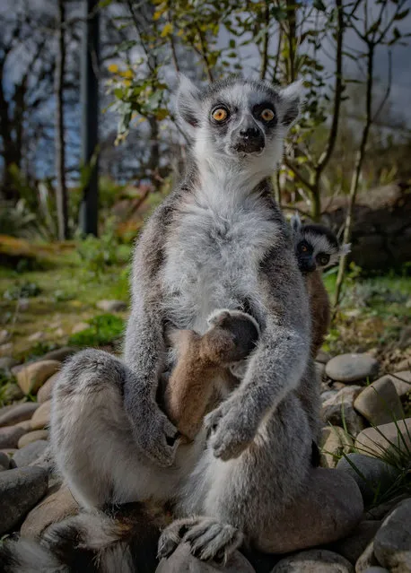 Recently born Madagascan ring-tailed lemur twins on their mother at the city’s zoo in Chester, England on March 18, 2020. (Photo by Chester Zoo/Handout via Reuters)
