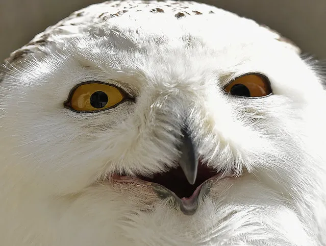 A snowy owl squints in the sun at the zoo in Gelsenkirchen, Germany, on a spring Wednesday, May 20, 2015. (Photo by Martin Meissner/AP Photo)