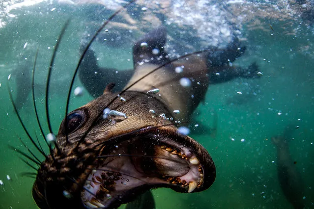 A seal playfully tries to bite the camera, taken on February 2016 in Plettenberg Bay, South Africa. A group of friendly seals get up close and personal with the camera. The pod of brown fur seals, also known as “cape fur seals”, were shot in Plettenberg Bay in South Africa by dive tour operator Rainer Schimpf. The playful creatures prove they are not camera shy in the slightest as they they swim upside down, grin widely and attempt to bite the camera lens. (Photo by Rainer Schimpf/Barcroft Media)