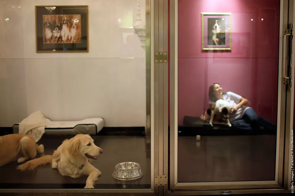 Pet Hotels