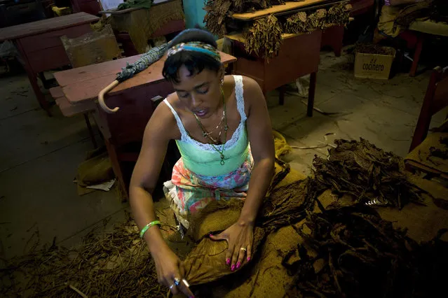 In this February 28, 2017 photo, a “despalilladora” removes the central vein from a tobacco leaf inside a state-run warehouse in San Luis, in Cuba's western province Pinar del Rio. After the central vein is removed from each dried leaf, they're dipped in ammonium and water and dried again for at least two months. (Photo by Ramon Espinosa/AP Photo)