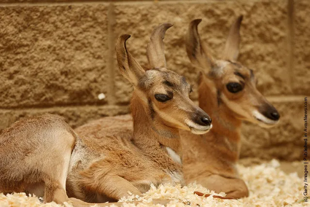 Two rare Peninsular pronghorns