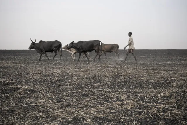 In this photo taken Sunday, March 12, 2017, a young man walks his cattle across parched and burned former farmland on the outskirts of Aweil, in South Sudan, Sunday, March 12, 2017. (Photo by Mackenzie Knowles-Coursin/UNICEF via AP Photo)