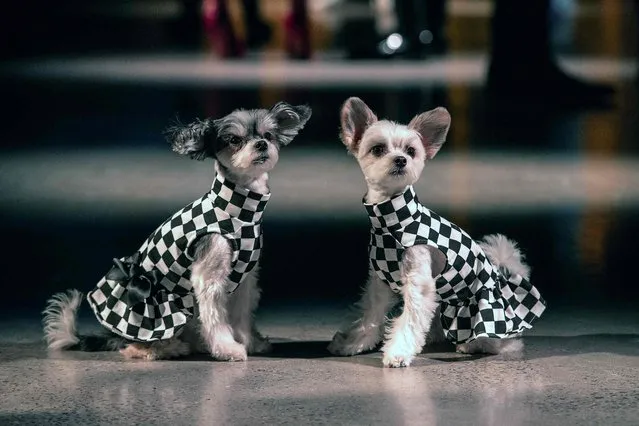 Two dogs sit on the runway before the Bibhu Mohapatra show during New York Fashion Week at Spring Studios on February 15, 2022 in New York City. (Photo by Angela Weiss/AFP Photo)