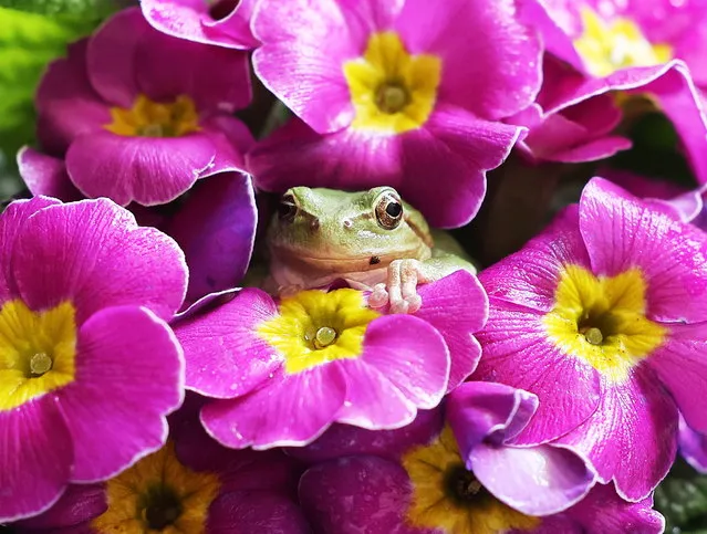 A green frog sits on a moth orchid at a local agricultural research center in Hwaseong, about 40 kilometers south of Seoul, South Korea, 03 March 2022, two days ahead of “gyeongchip”. On the lunar calendar, gyeongchip is the day when frogs awake from hibernation. (Photo by Yonhap/EPA/EFE)