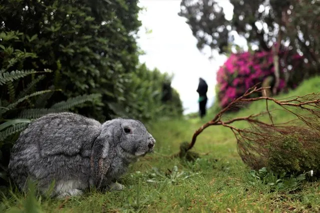 A rabbit stands by near Ferra Afonso viewpoint in Velas as small earthquakes have been recorded in Sao Jorge island, Azores, Portugal, March 31, 2022. (Photo by Pedro Nunes/Reuters)