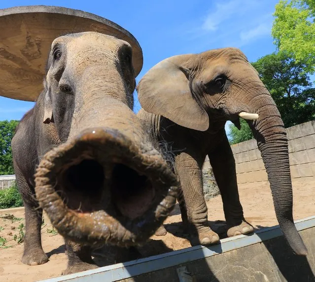 Elephants are pictured on May 21, 2014 in their outdoor enclosure at the zoo in Magdeburg. (Photo by Jens Wolf/AFP Photo/DPA)