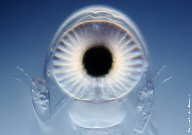 The eye of a live giant waterflea (Leptodora kindtii), observed and submitted by Wim van Egmond of the Micropolitan Museum in Rotterdam, Netherlands