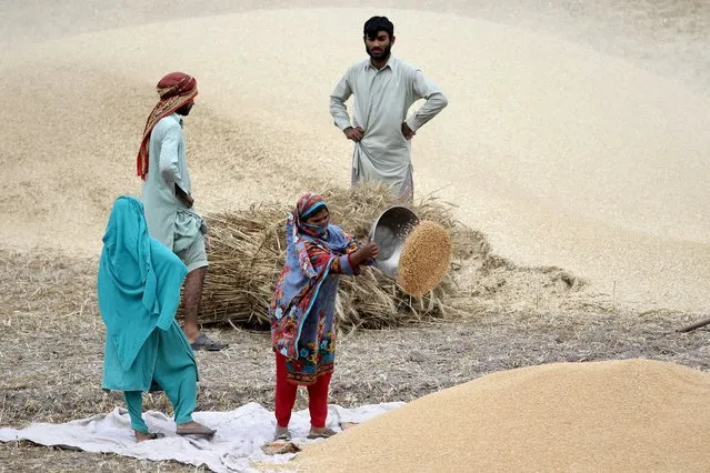 Pakistani farmers harvest wheat on the outskirts of Lahore, Pakistan, 14 April 2022. Wheat is the most widely grown crop in the world. In Pakistan, wheat being the staple diet is the most important crop and cultivated on the largest acreages, in almost every part of the country. (Photo by Rahat Dar/EPA/EFE)