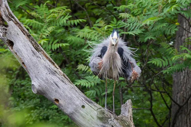 Great blue heron in breeding plumage, Quebec, Canada. (Photo by Mircea Costina/Alamy Stock Photo)