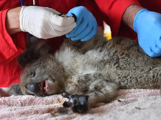 An injured koala is treated at the Kangaroo Island Wildlife Zoo on January 10, 2020 in Kangaroo Island, Australia. The town of Kingscote was cut off last night as the Country Fire Service (CFS) continued to battle a number of out-of-control blazes. The fires have taken two lives and burnt more than 155,000 hectares destroying atleast 56 homes since starting on January 4th. (Photo by David Mariuz/AAP)