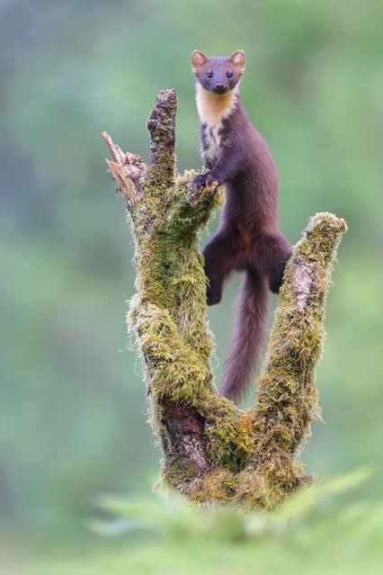 Pine martens hunt for food in the early evening on the Ardnamurchan peninsula in western Scotland in the first decade of October 2024. (Photo by Mike McKenzie/Animal News Agency)