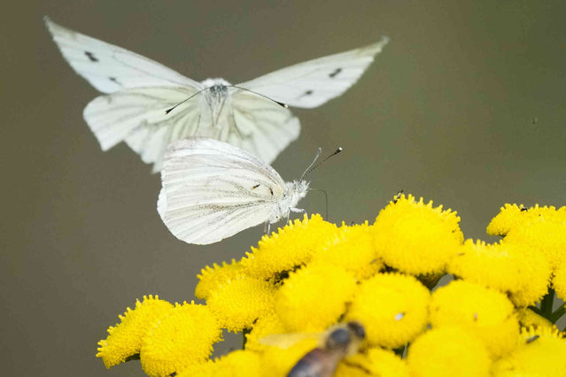 Butterflies feed on flowers nectar in a forest outside Tallinn, Estonia, Tuesday, September 3, 2024. (Photo by Sergei Grits/AP Photo)