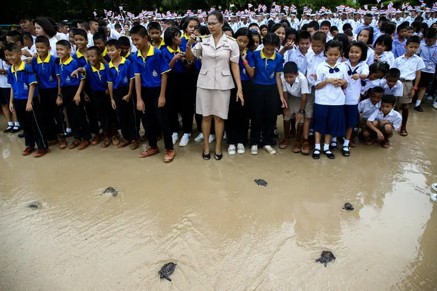 Well-wishers release sea turtles at the Sea Turtle Conservation Center as part of the celebrations for the upcoming 65th birthday of Thai King Maha Vajiralongkorn, in Sattahip district, Chonburi province, Thailand, July 26, 2017. (Photo by Athit Perawongmetha/Reuters)