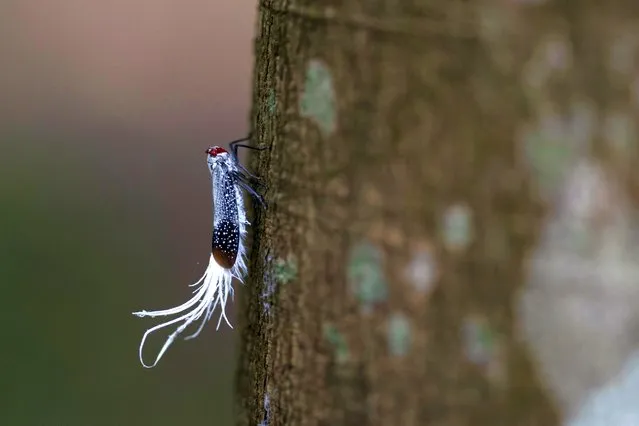 In this November 30, 2019 photo, a rooster-tail cicada clings to a tree on the property of Joao Batista Ferreira in Belterra, Para state, Brazil. The area was jungle throughout Ferreira's childhood. Today, his plot is an island of shade and birdsong in the middle of sweeping plantations. (Photo by Leo Correa/AP Photo)