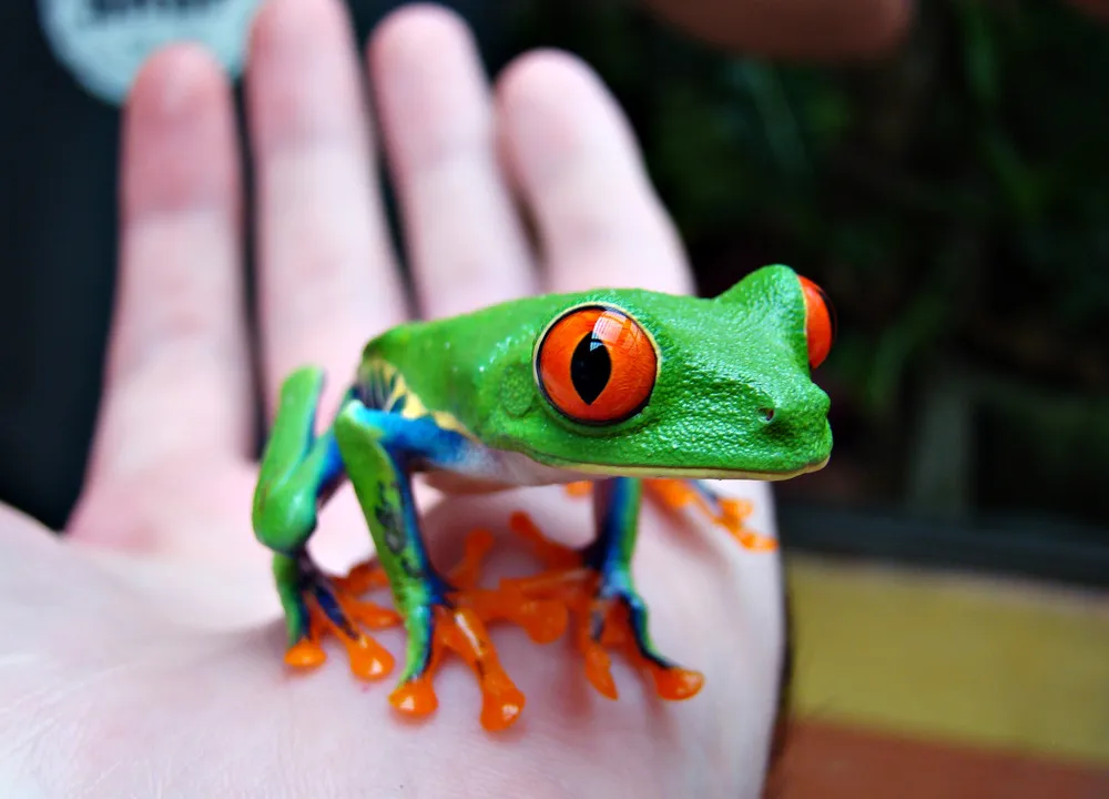 Agalychnis callidryas – The Red-eyed Treefrog