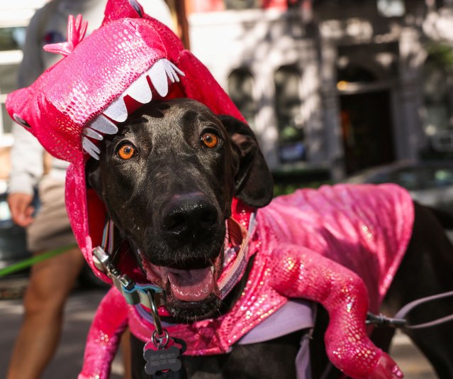 Snips, a Doberman Great Dane is dressed as a pink dinosaur after the Halloween Dog Parade in New York City, U.S., October 19, 2024. (Photo by Caitlin Ochs/Reuters)