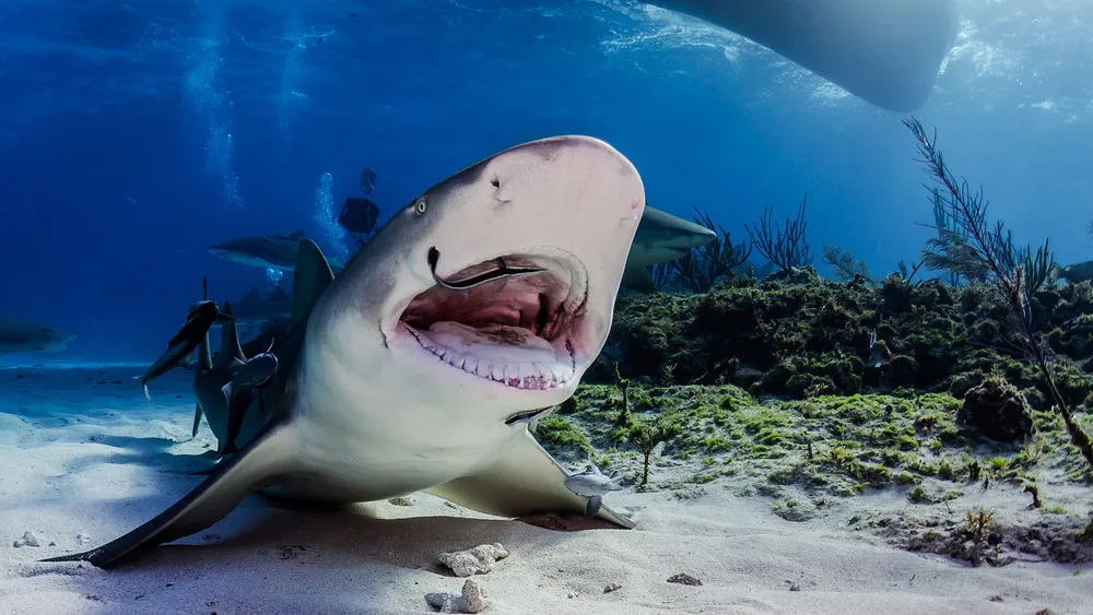 Shark Photos by Todd Bretl