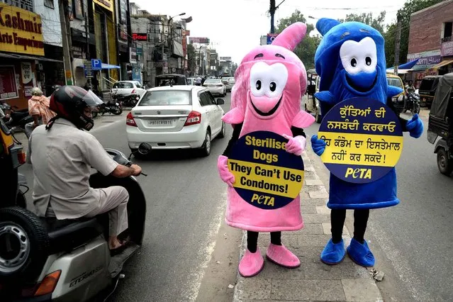 An Indian commuter looks at volunteers from People for Ethical Treatment of Animals (PETA) in giant condom costumes during a protest action highlighting the need to sterilize dogs, in Jalandhar on July 8, 2016. (Photo by Shammi Mehra/AFP Photo)