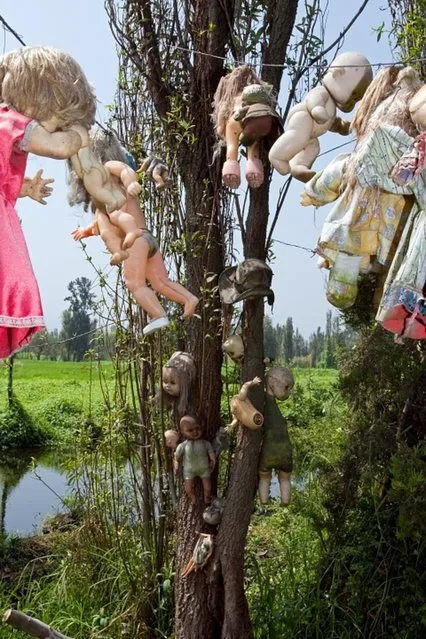 Within these peaceful wetlands, 18 miles from the capital, lies a small island on Teshuilo Lake where, amid the indigenous vegetation, thousands of sinister dolls hang from the branches, all in varying states of decay. (Photo by ChinaNews.com)