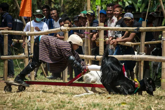 Villagers watch competitors take part in a goat race in Carangwulung village in Jombang, east Jawa, Indonesia on August 27, 2017. The event is held annually to mark Indonesia's independence from Dutch rule and offers a prize money worth three million rupiah ($225) to the winner. (Photo by Juni Kriswanto/AFP Photo)