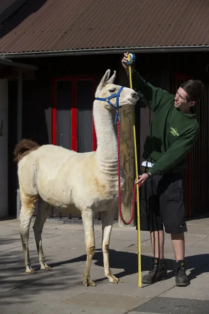Keeper Jack Sargent measures Perry, a 6ft llama, during the annual weight-in ZSL London Zoo on August 21, 2014 in London, England. The height and mass of every animal in the zoo, of which there are over 16,000, is recorded and submitted to the Zoological Information Management System. (Photo by Oli Scarff/Getty Images)