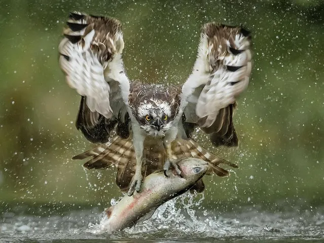 An osprey plucks a trout from a loch in Aviemore, in the Cairngorms National Park in northeast Scotland in August 2022. (Photo by Jamie Macarthur/Animal News Agency)
