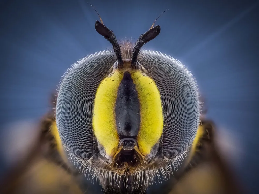 Insect Eyes by Amateur Photographer Kutub Uddin