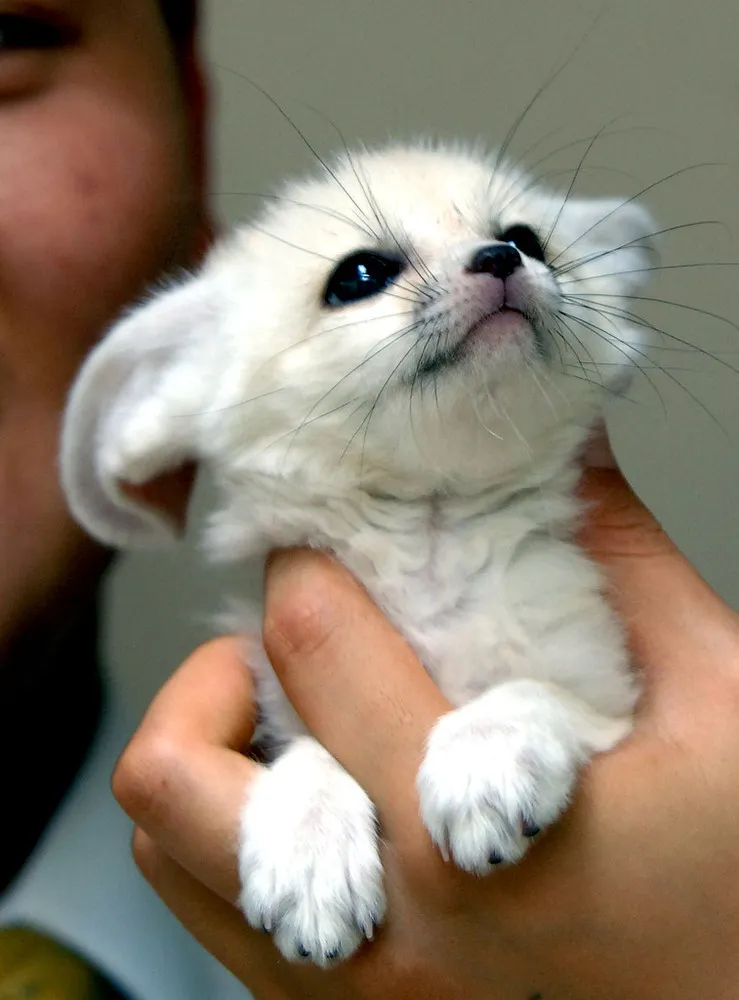 Fennec Fox