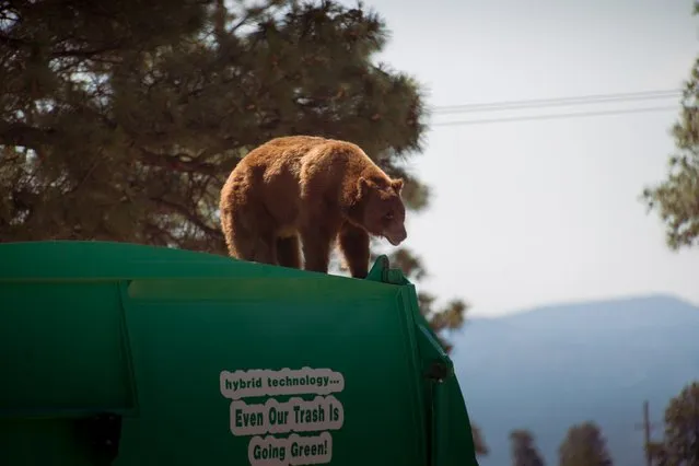 In this July 18, 2016 photo provided by Evan Welsch, a bear hitches a ride on top of a garbage truck in Los Alamos National Labs in Los Alamos, N. M. (Photo by Evan Welsch via AP Photo)