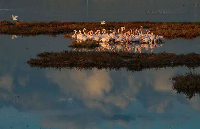 A photo shows flamingos on Cakalburnu Lagoon, located in the Inciralti coast of Izmir, Turkey on December 13, 2019. Cakalburnu Lagoon, a coastal wetland on the southern side of the Bay of Izmir, has become the house of flamingos, drawing attention with their pink and white looks. The flamingos, living in mass, generate a beautiful view at the lagoon, which hosts many bird species especially in cold weather due to its wind-protected structure. (Photo by Emin Menguarslan/Anadolu Agency via Getty Images)