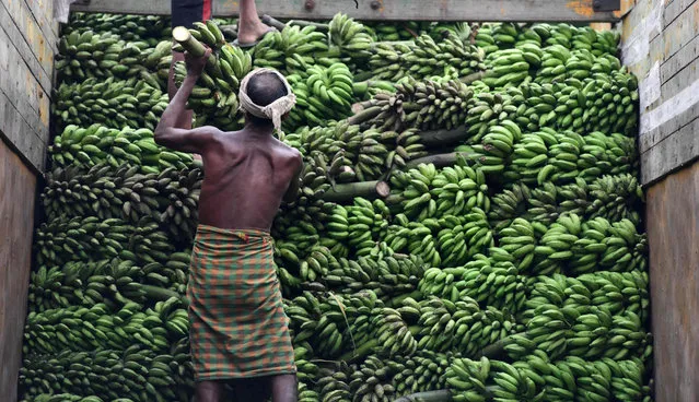 An Indian fruit vendor loads bananas on to a truck at Daranggiri banana market in the Goalpara district of the northeastern state of Assam on October 16, 2017. The Daranggiri banana market is the largest banana market in Asia, and supplies bananas to the states of Bengal and Bihar, and to Nepal, Bangladesh and Bhutan. Though bananas are grown year- round peak season is from September- October, when an average of 50-100 truckloads are sold at the market every day. (Photo by Biju Boro/AFP Photo)