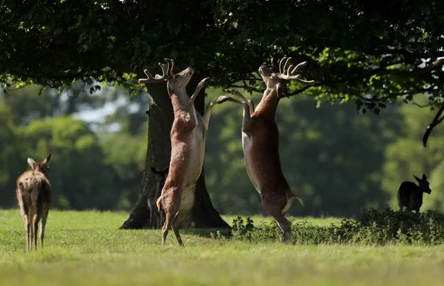 Deer are seen around the grounds of Raby Castle, Britain, May 27, 2020. (Photo by Lee Smith/Reuters)