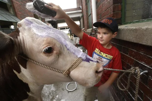 Kade Boatman, 9, of Rockford, Ill., prepares his hereford heifer for show competition by first giving her a bath in the shower barn at the Illinois State Fair Friday, August 12, 2016, in Springfield, Ill. The fair will run from Aug 12, throughout Aug. 21. (Photo by Seth Perlman/AP Photo)