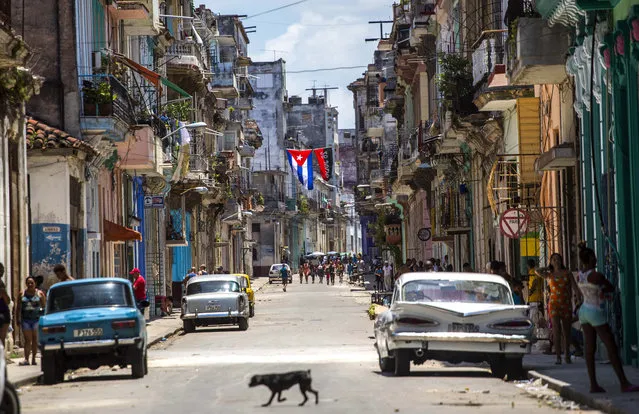 A dog crosses a street adorned with a Cuban flag and a 26-July movement flag in downtown Havana, Cuba, Tuesday, July 26, 2016. Cuba marks the anniversary of the July 26, 1953 rebel attack led by Fidel and Raul Castro on the Moncada military barracks. The attack is considered the beginning of the revolution that culminated with dictator Fulgencio Batista's ouster. (Photo by Desmond Boylan/AP Photo)