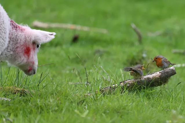 A robin feeds its young fledgling as a lamb wanders past in Dartmoor, UK on May 2020. The nearby lambs were drawn to the sight and sounds of these small birds as they were being fed by the adults and moving across the grass. The photographer, Robin Morrison, said: “The fledgling robins tended to hop rather than fly. The adults seemed to be more aware of the lambs but all fledglings made it safely to the hedge and disappeared”. (Photo by Robin Morrison/South West News Service)