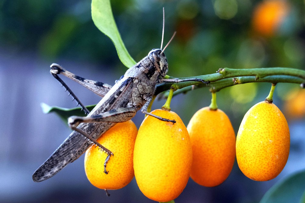 Some Photos: Insects