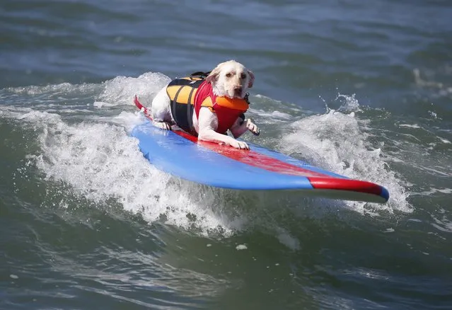 A dog surfs at the 6th Annual Surf City surf dog contest in Huntington Beach, California September 28, 2014. (Photo by Lucy Nicholson/Reuters)