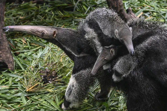 A female giant anteater and her three-month-old twin cubs are seen at Chimelong Safari Park on June 10, 2020 in Guangzhou, Guangdong Province of China. (Photo by Chen Jimin/China News Service via Getty Images)