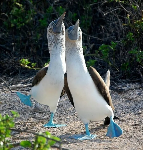 Blue-Footed Booby