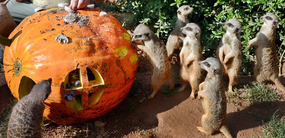 The Week in Pictures: Animals, September 27 – October 4, 2014